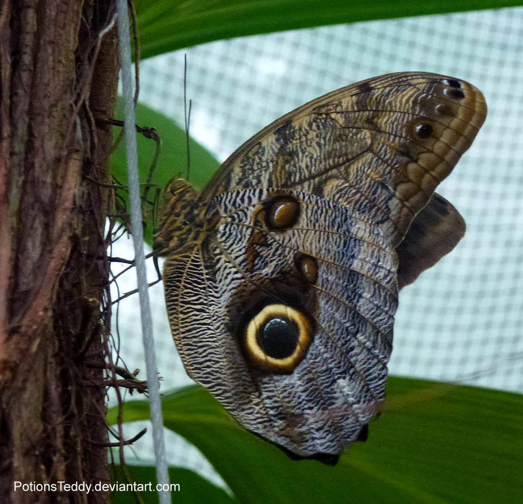 Owl Butterfly by PotionsTeddy