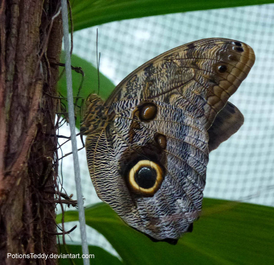 Owl Butterfly by PotionsTeddy