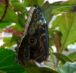 Blue Morpho Butterfly