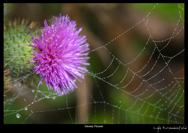 Dewey Flower