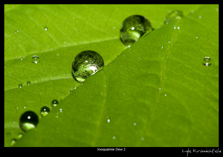 Snoqualmie Dew 2