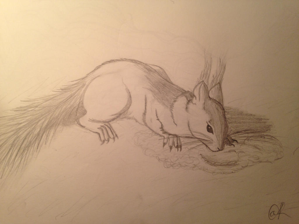 Squirrel Deviantart SQUIRREL!!!! by Pineapple3000 on DeviantArt