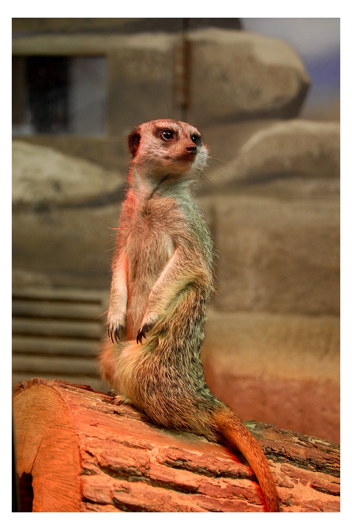 meerkat pizza boy