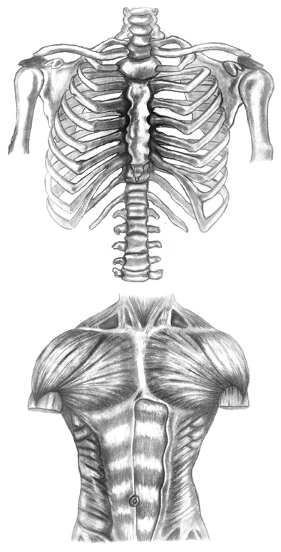 Anatomical Life Study Torso