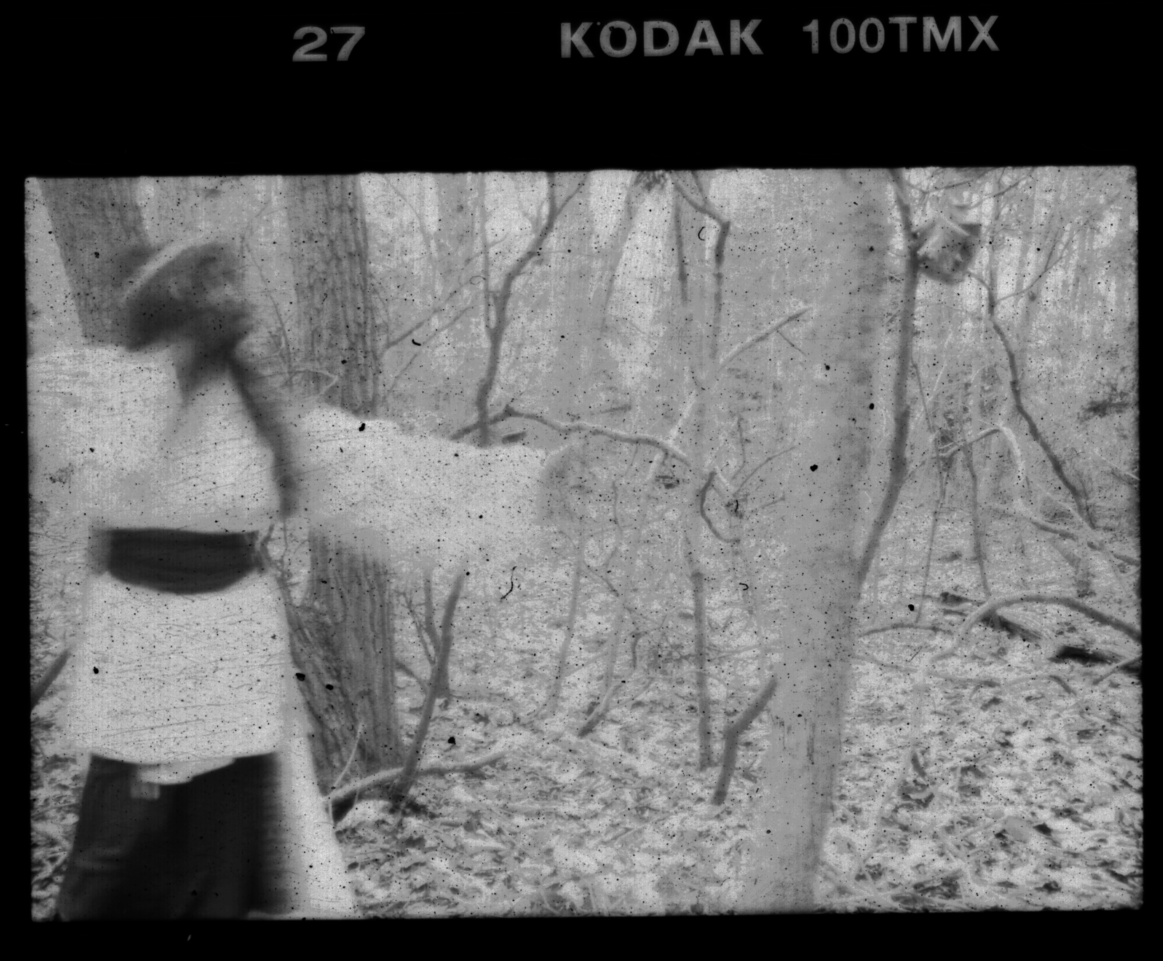 In the Woods No. 5 by sedge