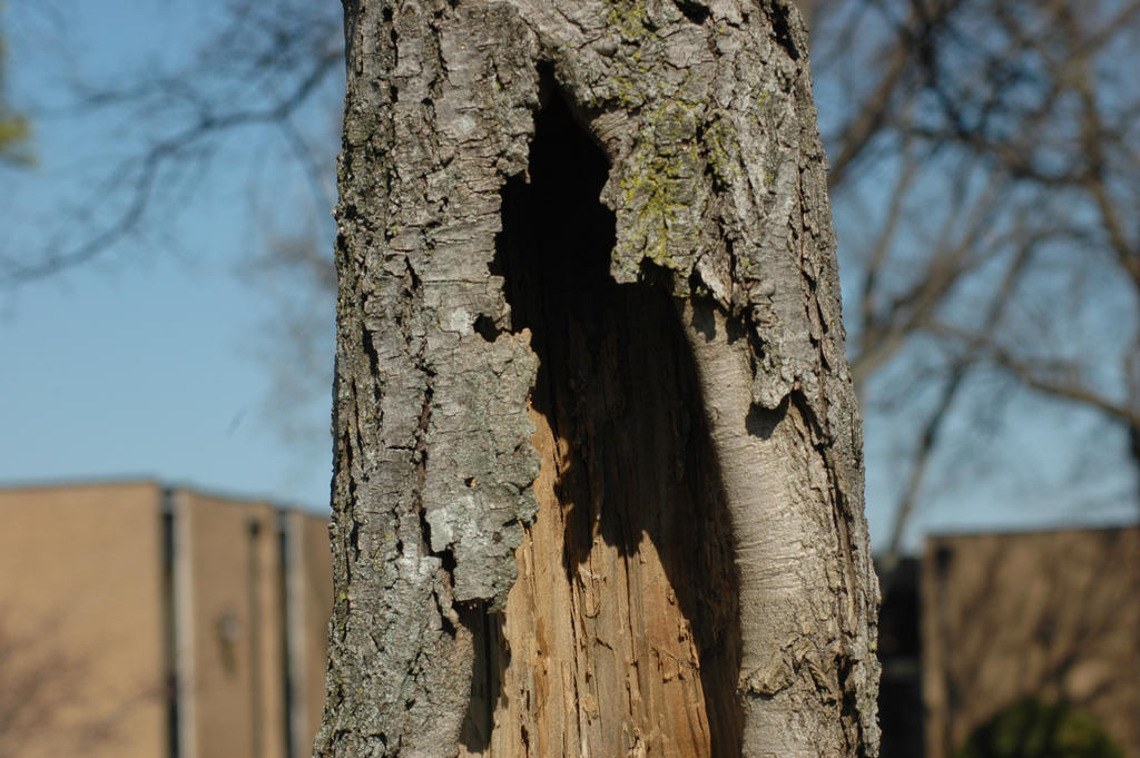 Shadow Tree by Kerjadae386 on DeviantArt