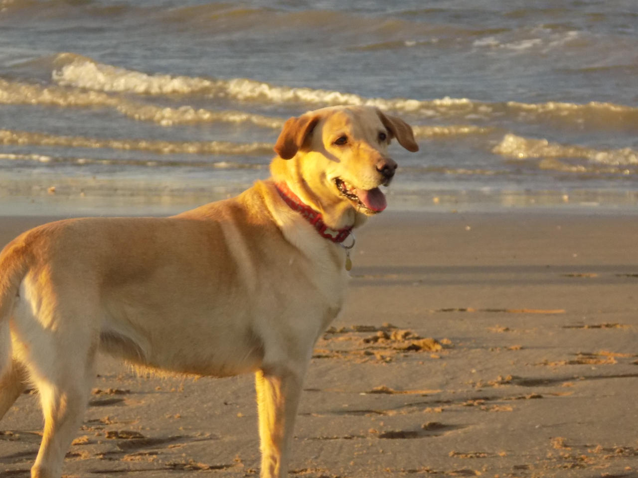 Sand Color Dog sand dog by PhotographyRaptor on DeviantArt