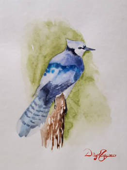 Blue Jay