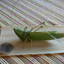 palm leaf grasshopper