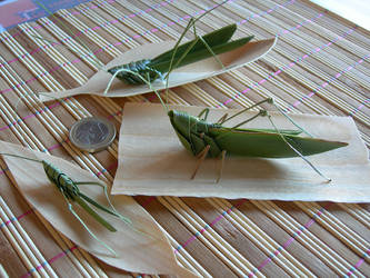 grasshoppers with palmleaves