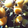 Loquat