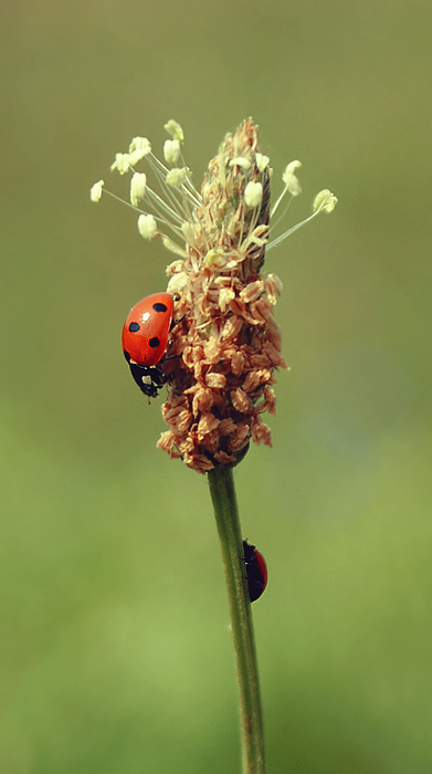 ladybug, ah ladybug