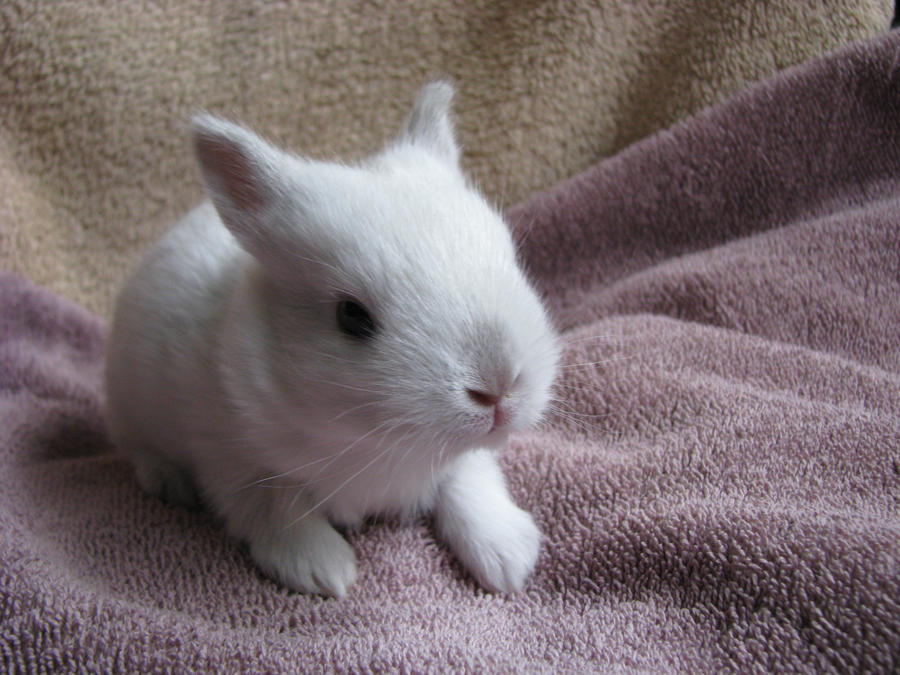 -baby rabbit day 15 by insane-whiskey on DeviantArt