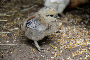 little bird in a big, big world.