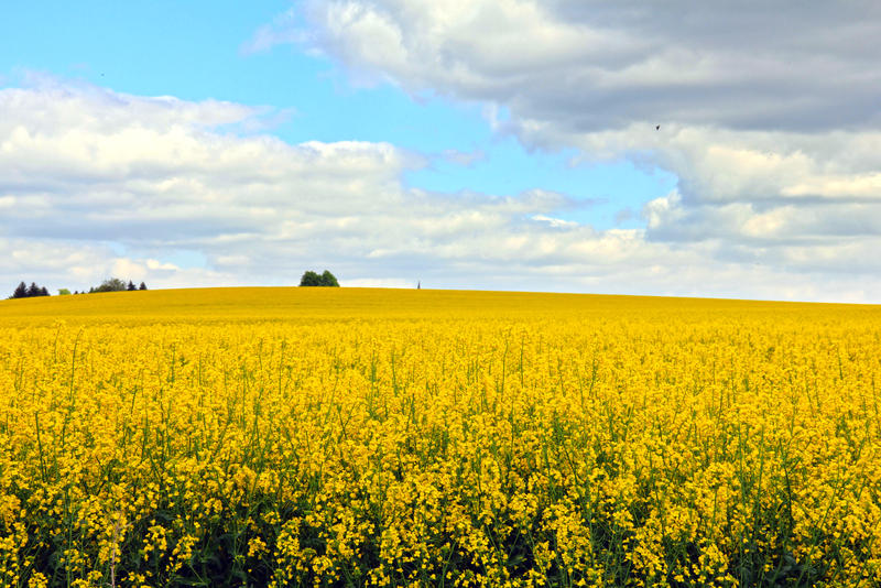 Yellow World