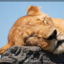 Lazy Lioness