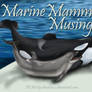 Marine Mammal Musings ID 1