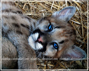 Charming Cougar Cub by Chaotica-I