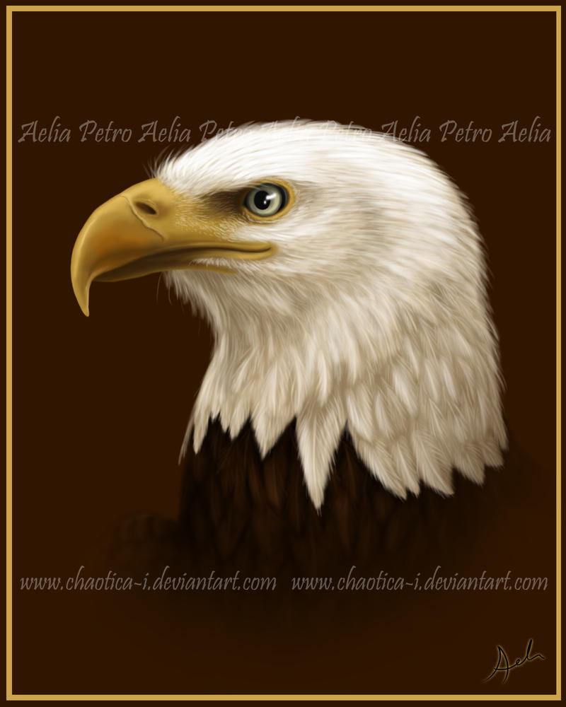 Bald Eagle Painting