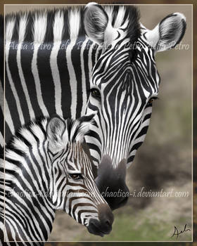 Zebra Mother and Foal Painting