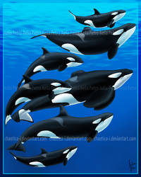 The Orlando Orcas