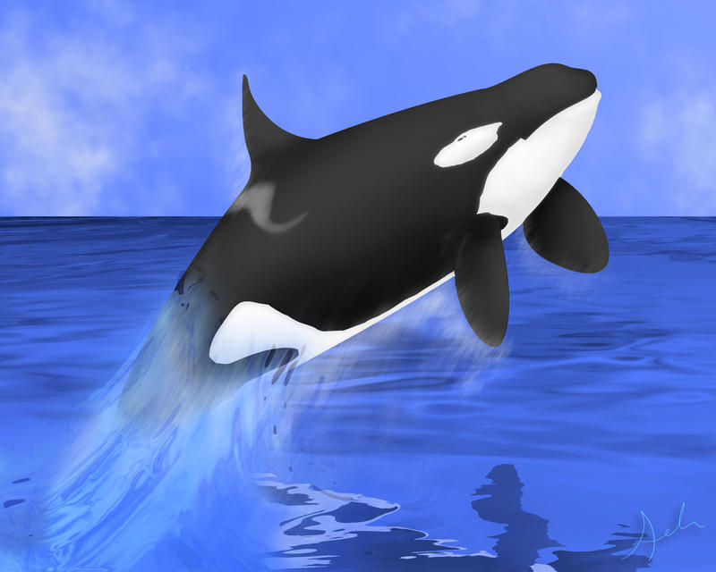 Orca Pff Splash for orcafan by Chaotica-I on DeviantArt