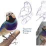 Gouldian Finch Study