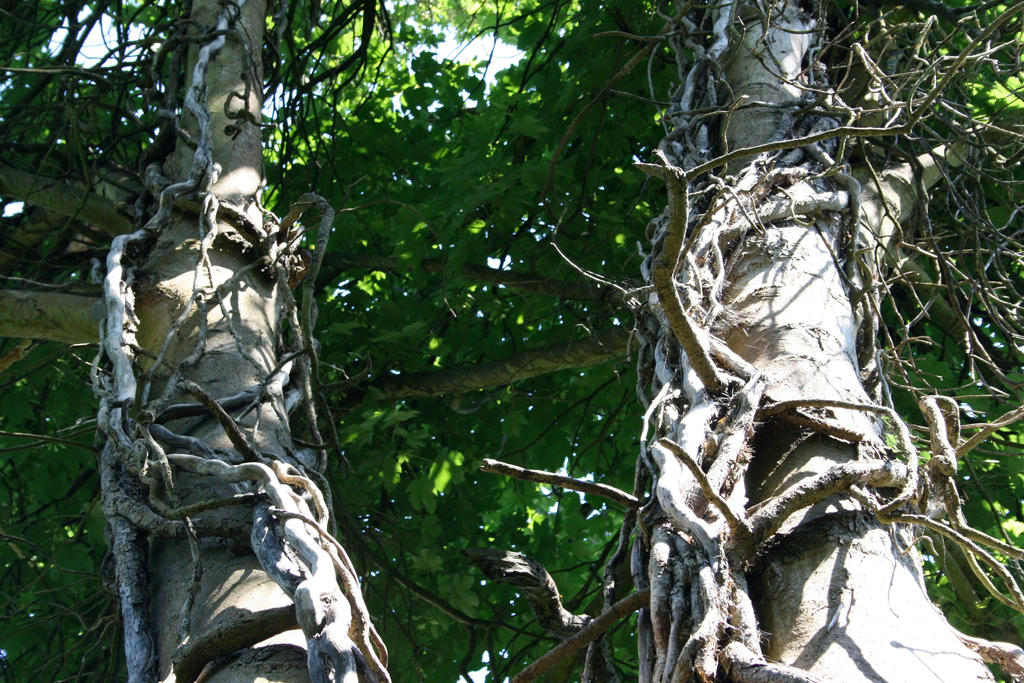 Roots growing up Trees by Muppet-K on DeviantArt