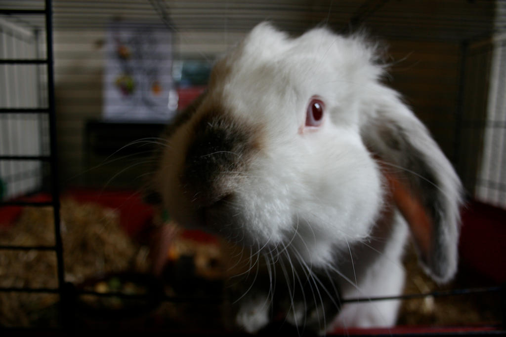 Goliath the Rabbit by Muppet-K on DeviantArt