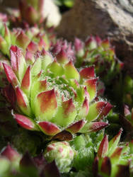 Sempervivum 02