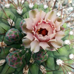 beautiful cactus flower by BlackEyesSnowAngel