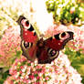 Inachis io European Peacock