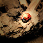 Bark Mulch Ladybug by BlackEyesSnowAngel