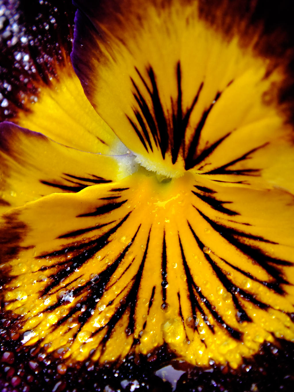 the center of a viola