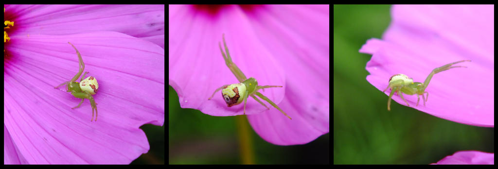 Ebrechtella tricuspidata