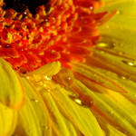 yellow Gerbera drops by BlackEyesSnowAngel