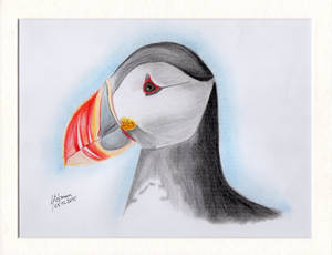 Atlantic puffin