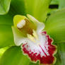 green Orchid