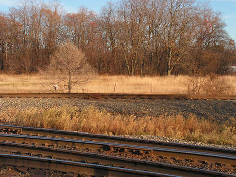 Rails and Trees