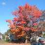 tree of 4 seasons