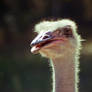 Ostrich