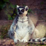 Ring-Tailed Lemur