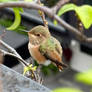 Little Hummingbird