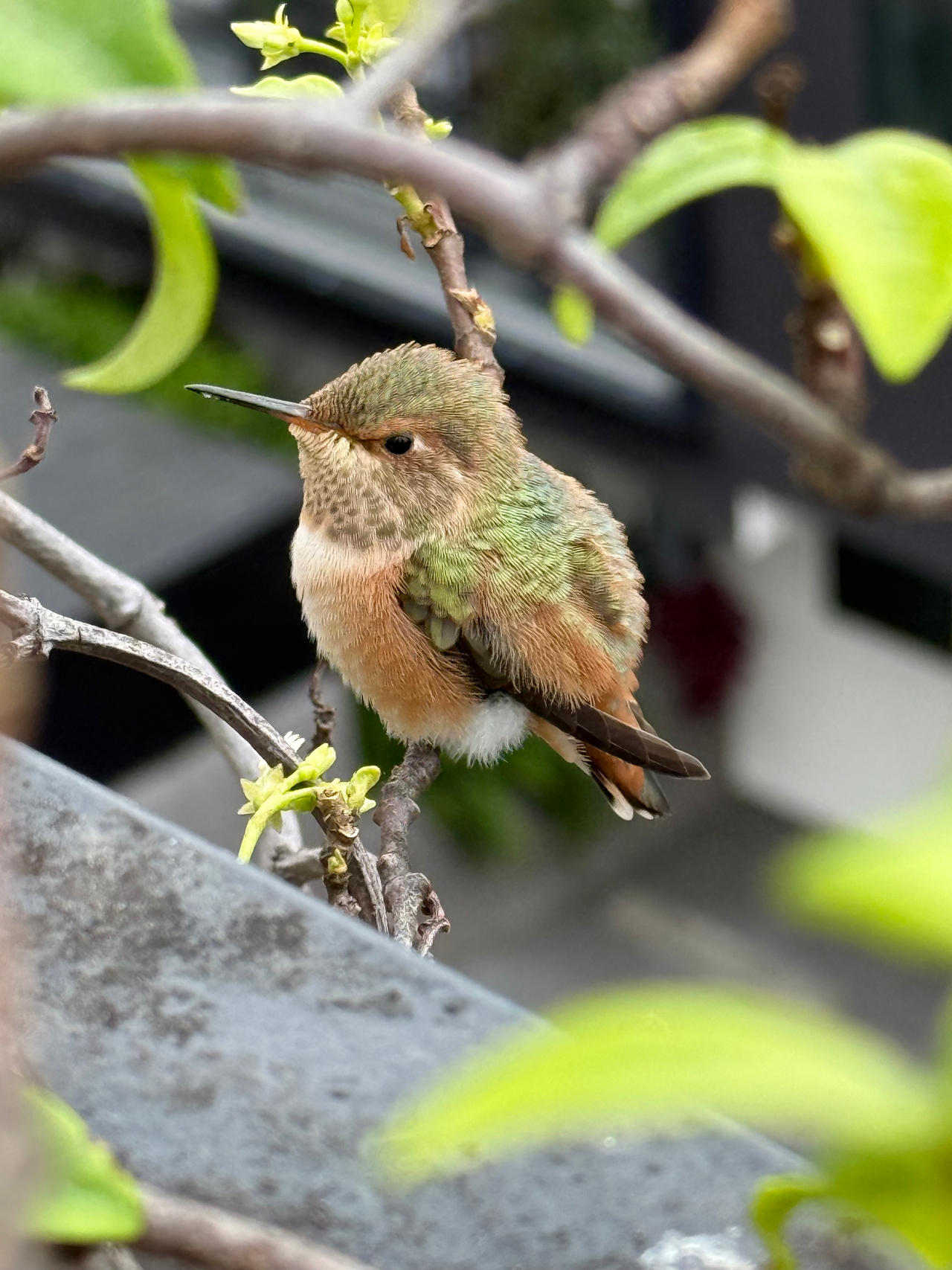 Little Hummingbird