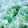 Frozen Evergreens