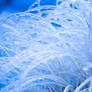 Crystal Spines 3