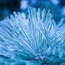 Snow Urchin 1