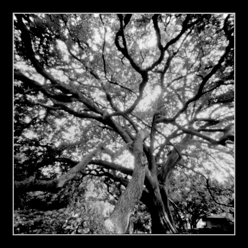 Grand Oak Tree by Nitekry on DeviantArt