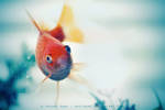 Fishy by ntpdang