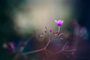 Wonder by ntpdang Wonder by ntpdang